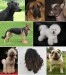 220px-Montage_of_dogs